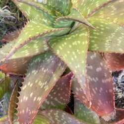 Ritiro Arte in Natura, risvegliamo la creatività