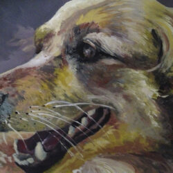 Pet portrait di Giulia Meregalli