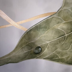 Anthurium, parete floreale