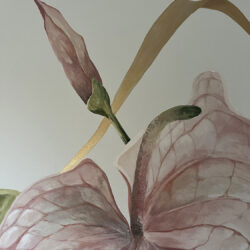 Anthurium, parete floreale